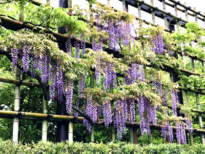 平等院の紫藤花