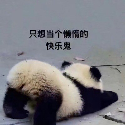 小熊猫叹气