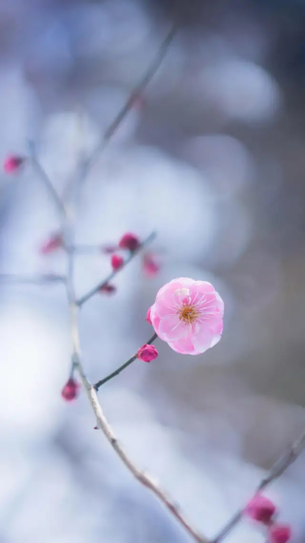 花卉素材 - 堆糖,美图壁纸兴趣社区