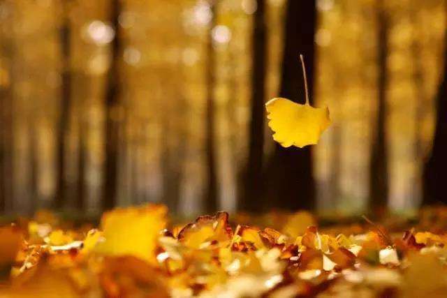 明天就是#秋分# 了,天气逐渐转凉,树叶开始凋落,今天让我们以"叶"为题