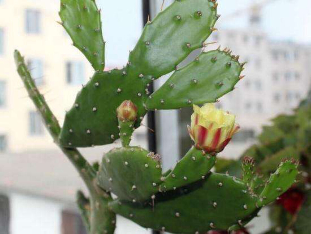 仙人掌花