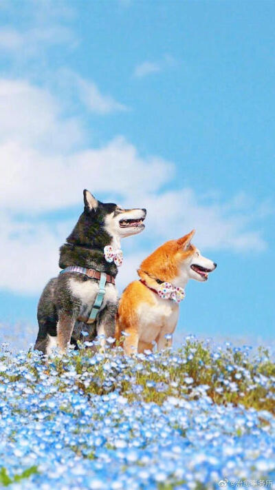 柴犬挠痒痒 - 堆糖,美图壁纸兴趣社区
