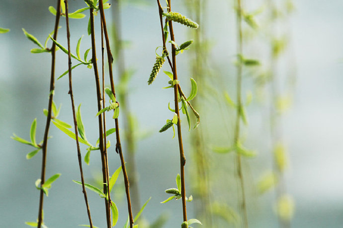 雨过条风着柳芽,淡黄浅绿嫩如花.早安