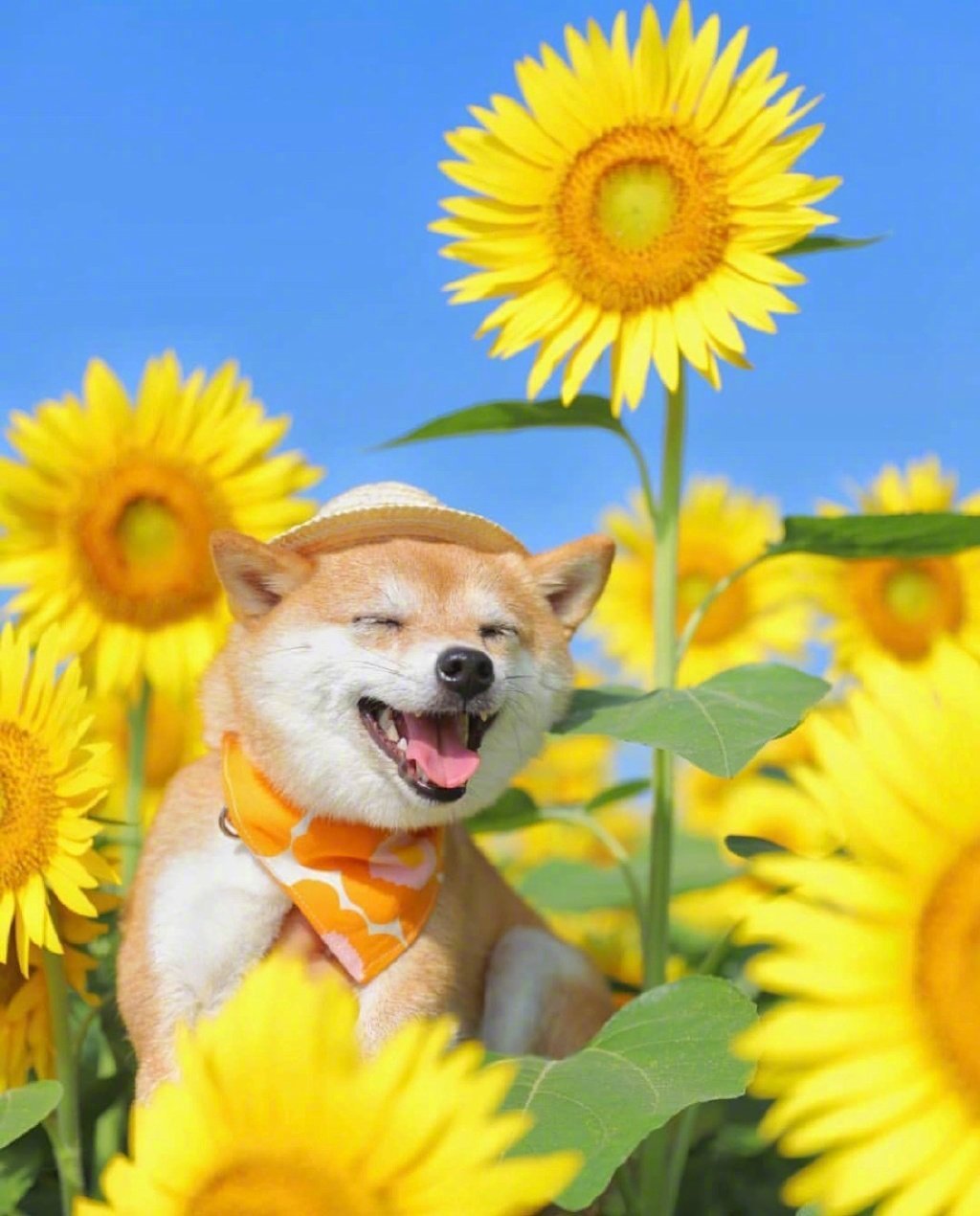 敲可爱卡哇伊治愈系的微笑狗狗向日葵图片 - 知乎