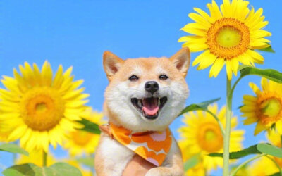 向日葵中一柴犬
