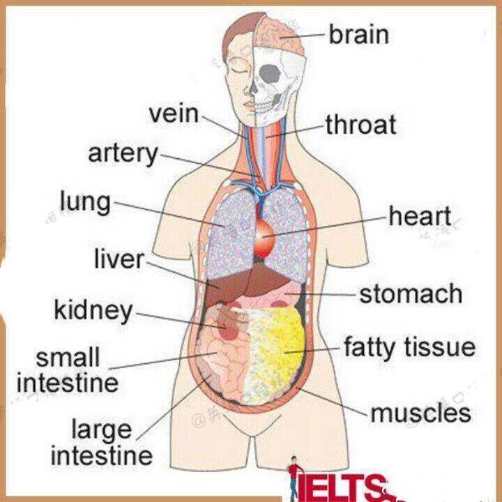 9张图搞定身体各部位英语词汇~转需