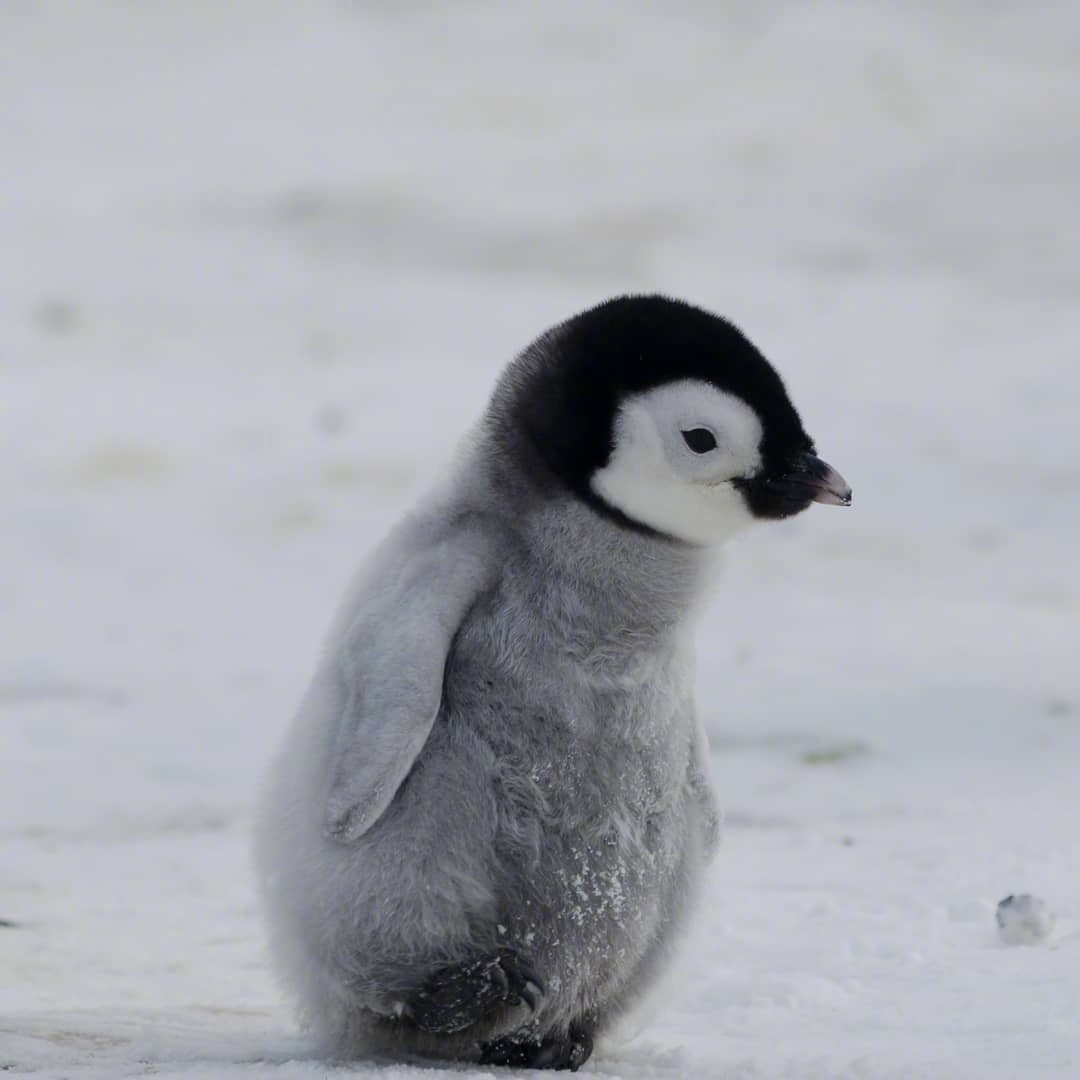 企鹅宝宝幼崽雪南极洲-动物高清壁纸预览 | 10wallpaper.com