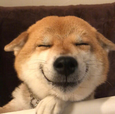 柴犬的治愈笑