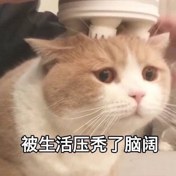 猫猫表情包