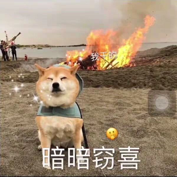 狗狗表情包