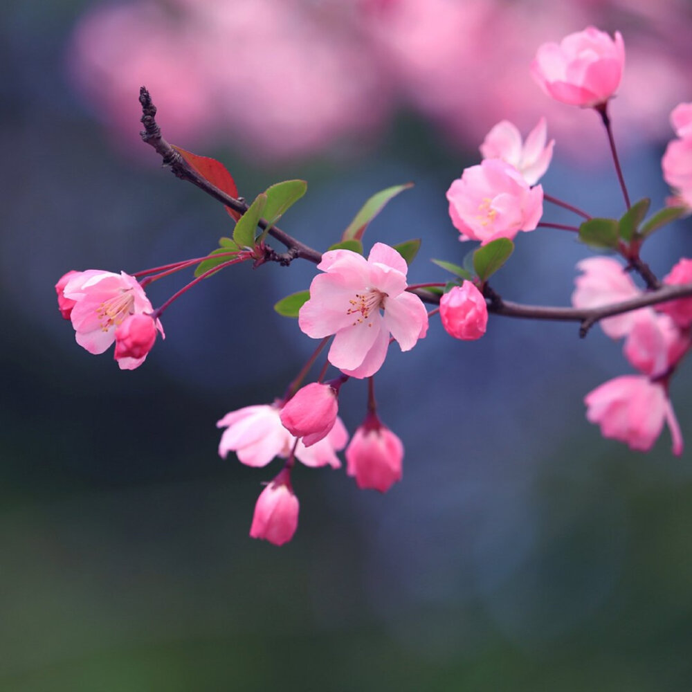 海棠花 