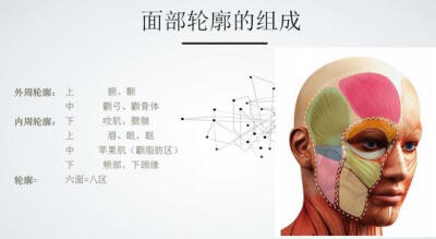 面部轮廓解剖图
