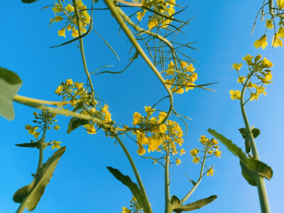 其名"芸薹(tái"植物学上属于一年生草本植物,十字花科除了"芸薹"