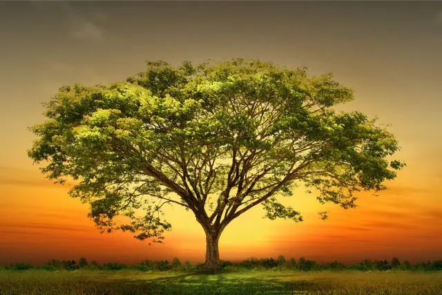 如果有来生,要做一棵树,站成永恒.