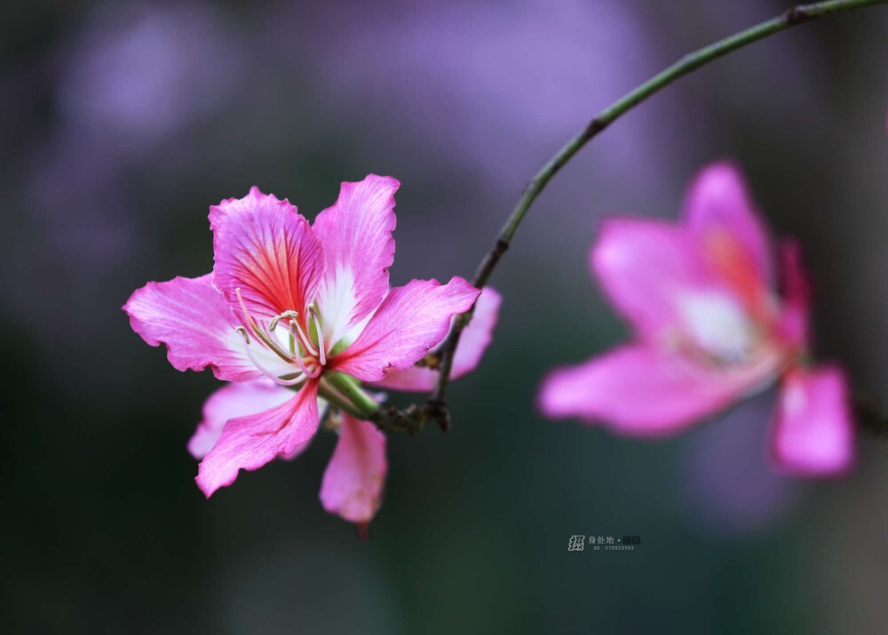 紫荆花