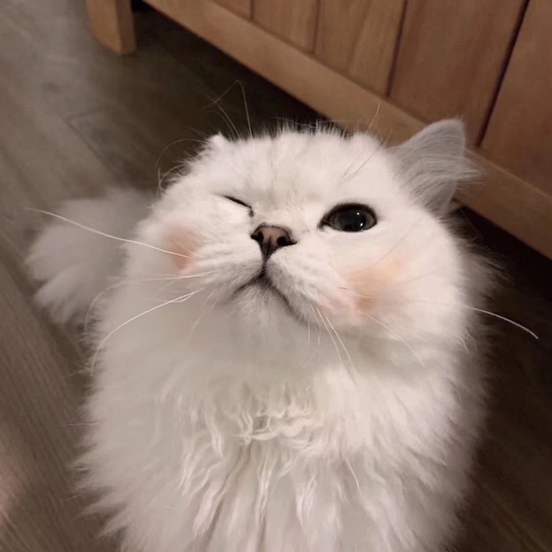 猫咪wink