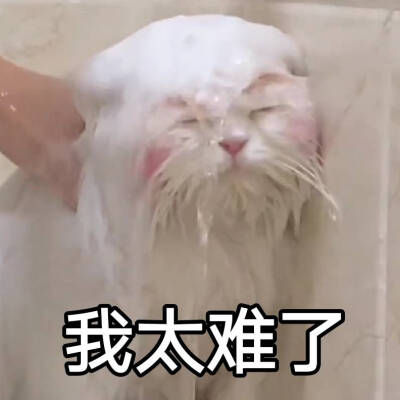无辜猫咪表情包