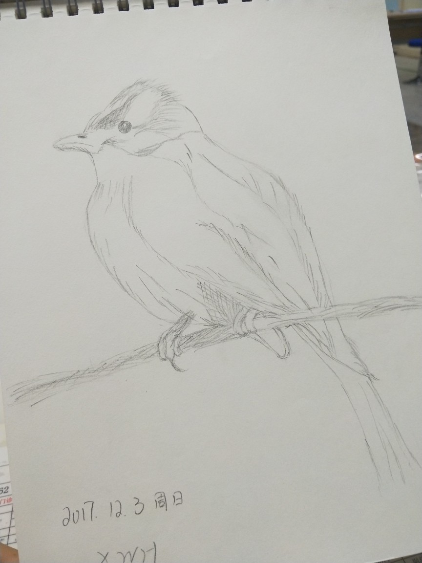 鸟.铅笔画