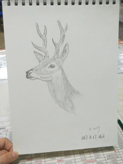 鹿.动物.铅笔画