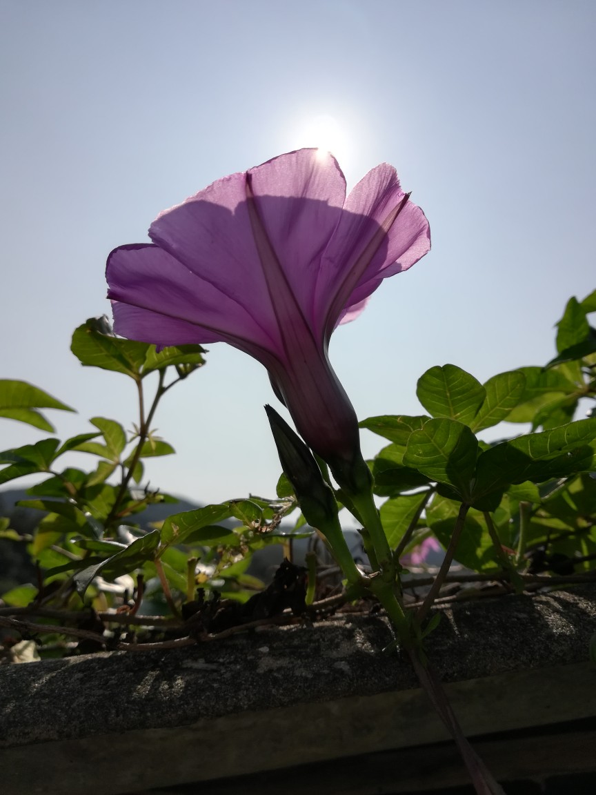 阳光下的牵牛花 - 堆糖,美图壁纸兴趣社区