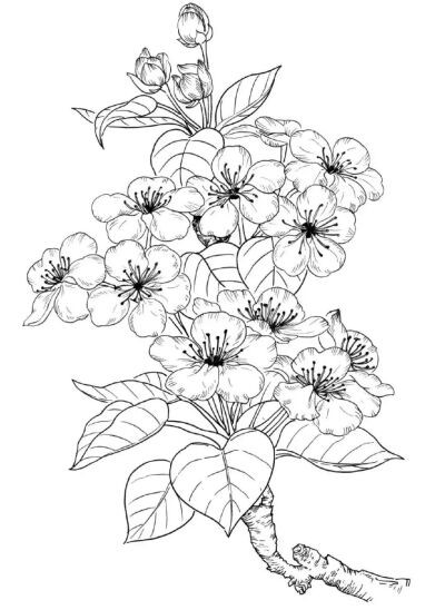 【黑白线稿】花卉植物线稿素材