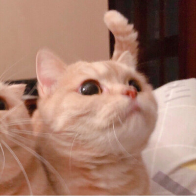 情头猫咪情头