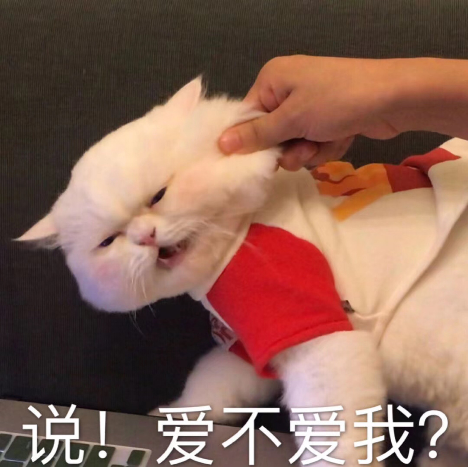 傻猫球球表情包