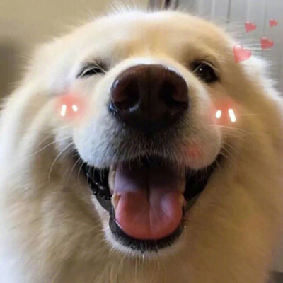 萌宠背景图壁纸头像