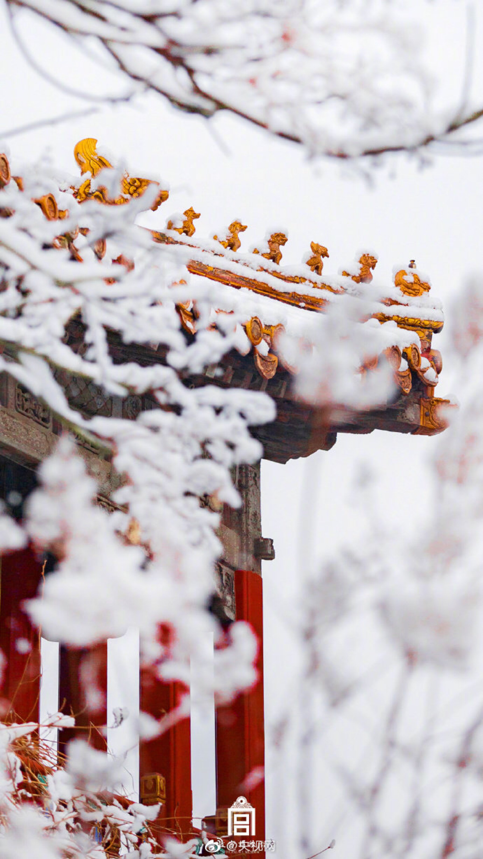 宫墙 花影 雪景