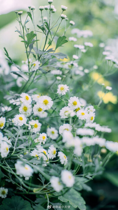 花背景图壁纸头像