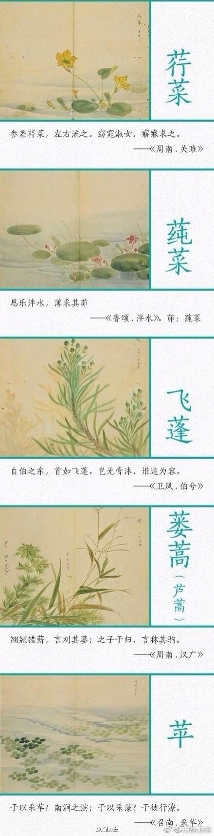 《诗经》中描写植物的优美诗句