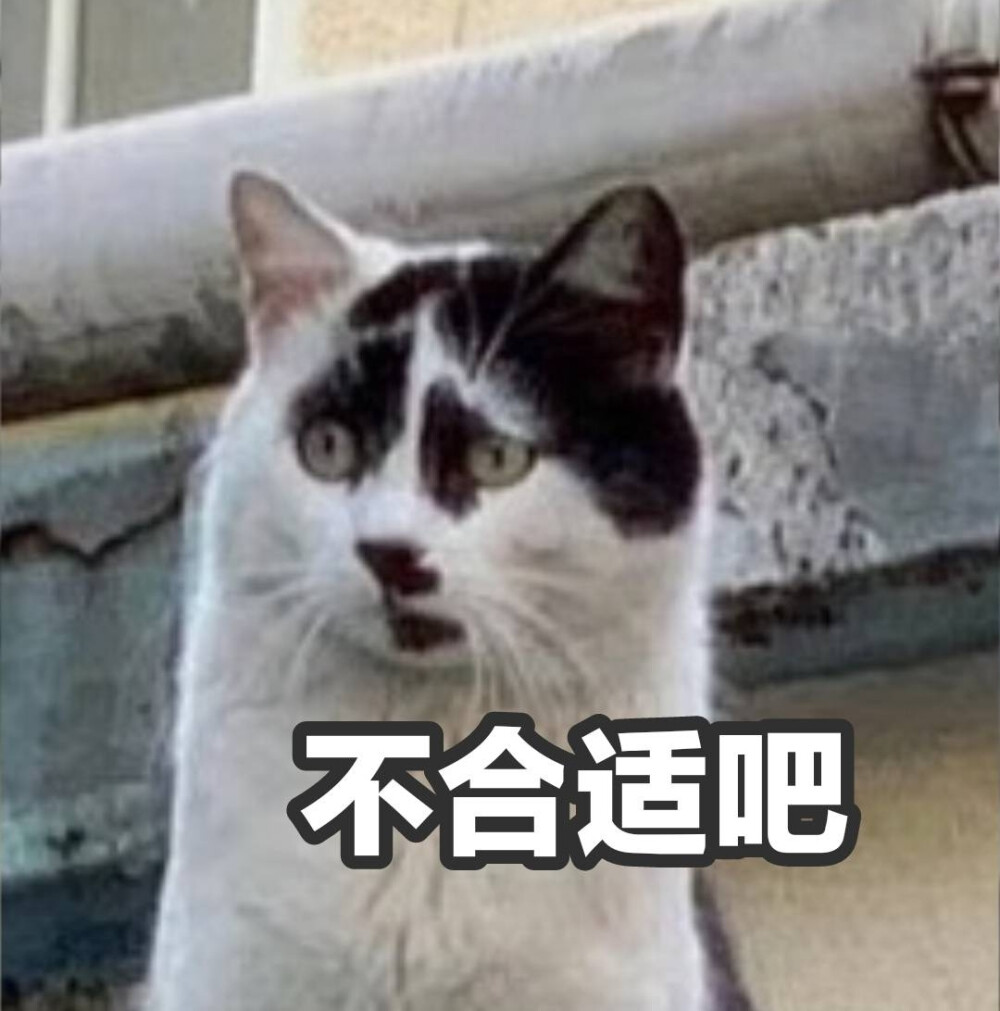 不行了我要被这丑猫猫表情包笑疯了哈哈哈哈哈哈