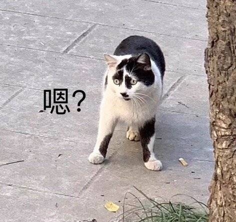 不行了我要被这丑猫猫表情包笑疯了哈哈哈哈哈哈