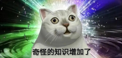 奇怪知识猫