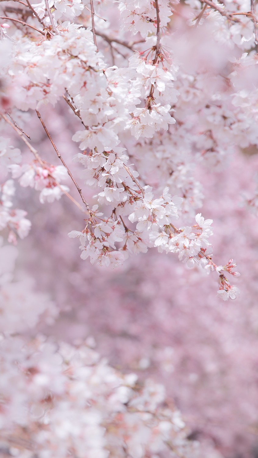 樱花壁纸摄影师蝈蝈小姐