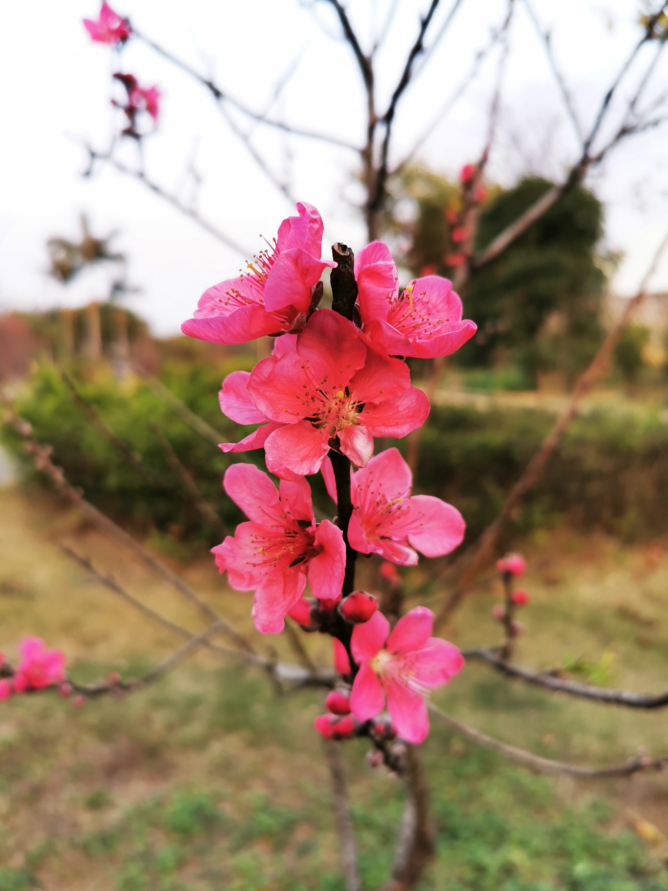 桃花,春天,自然,花朵,美丽,绿叶,花卉