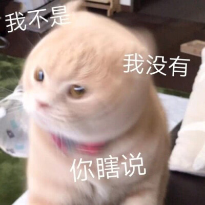 沙雕表情包～月亮不睡你不睡你是人间小秃妹