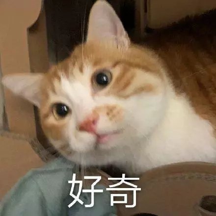 猫狗 头像 沙雕 自用