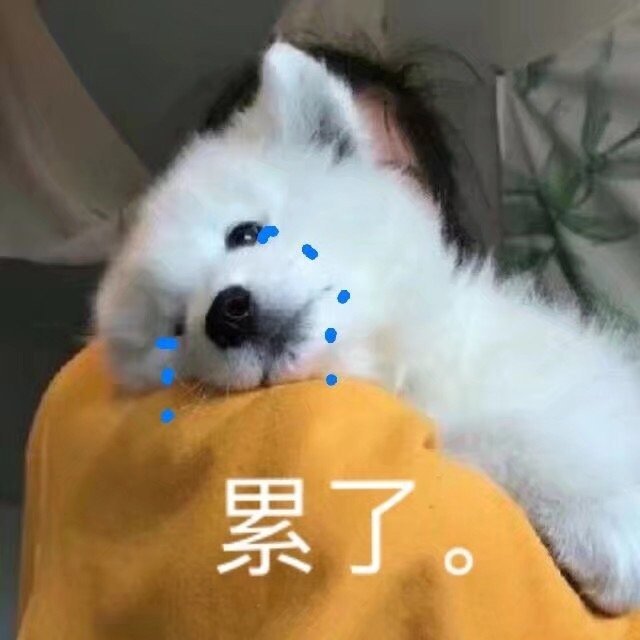 猫狗 头像 沙雕 自用 表情包