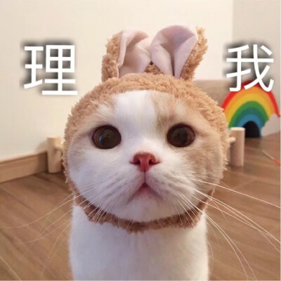 猫狗 头像 沙雕表情包 自用