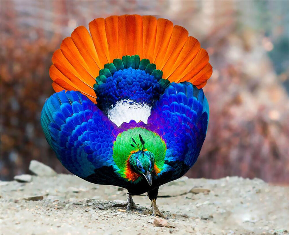 美丽,尤其是色彩绚丽的雄鸟,体长为69厘米,体重2000克,头顶有一簇特别