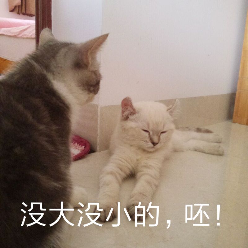 猫狗 头像 沙雕表情包