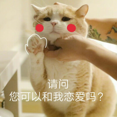 猫狗 头像 沙雕表情包