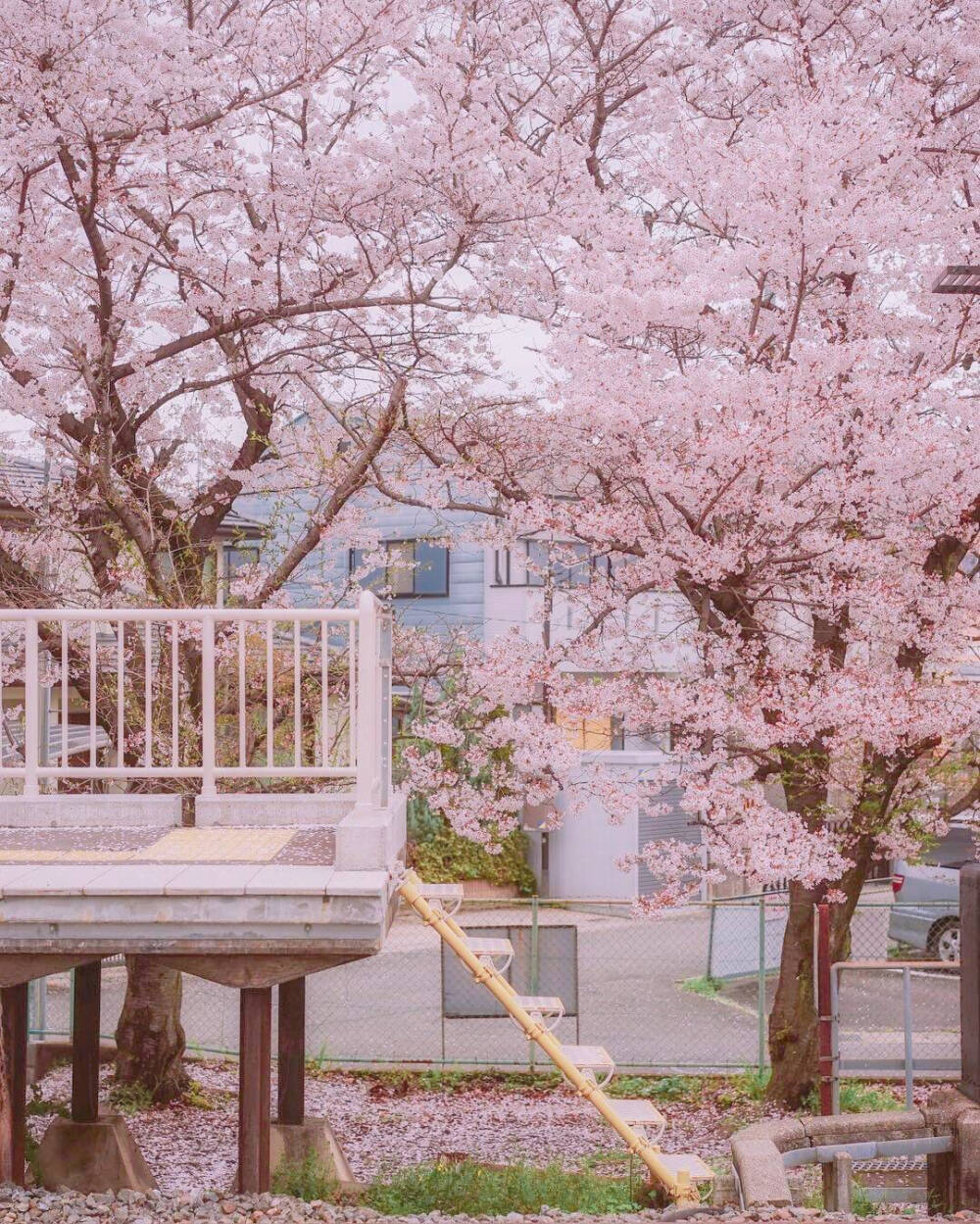 北海道的樱花待到病情结束我们一起看樱花开