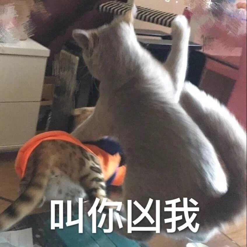 表情包 沙雕 - 堆糖,美图壁纸兴趣社区