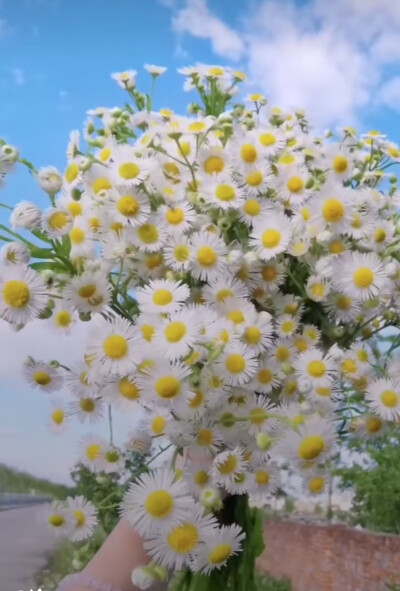 雏菊花语:天真,和平,希望,纯洁的美和深藏心底的爱