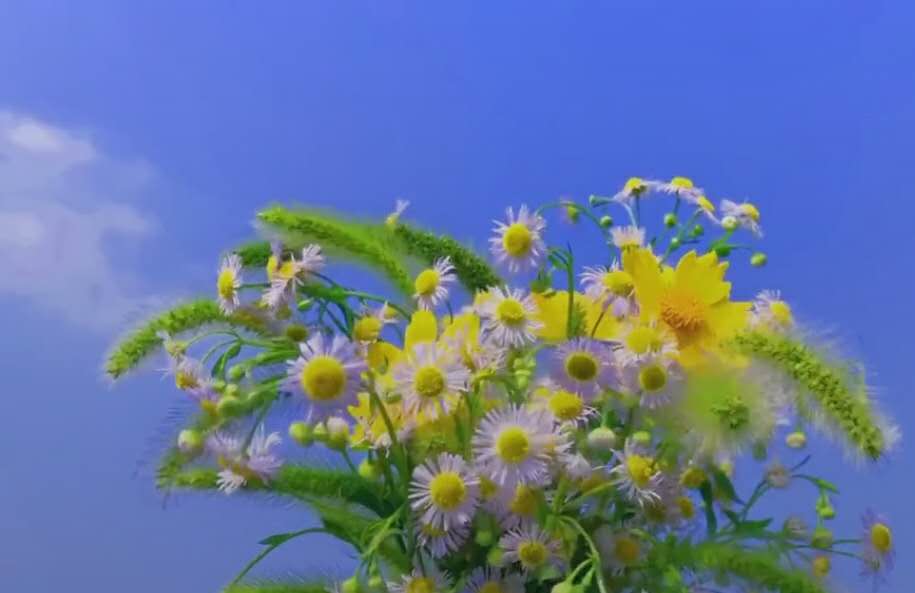 小雏菊图片/壁纸