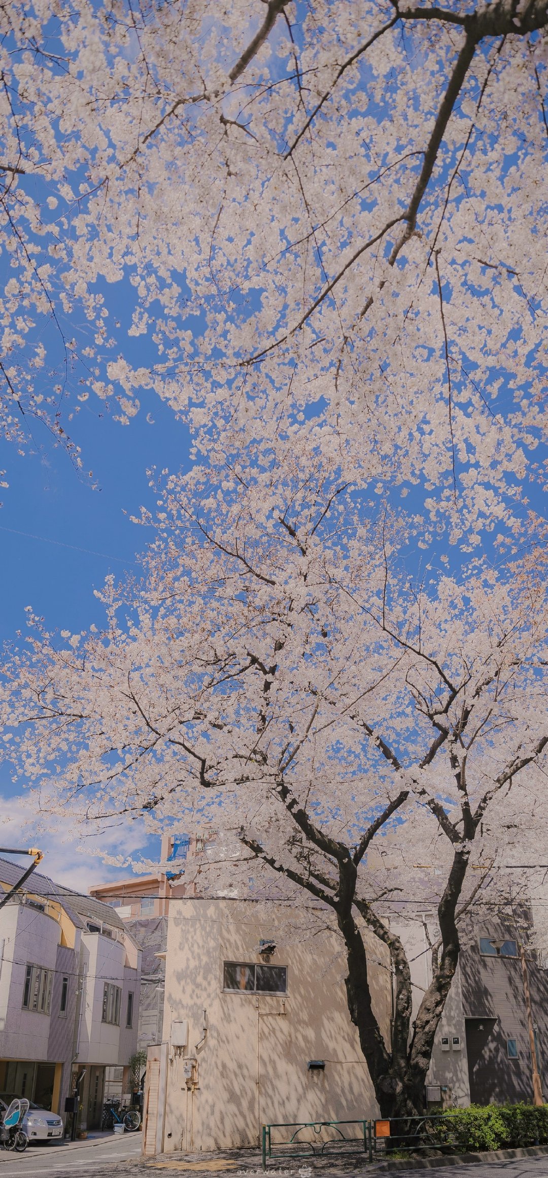 手机壁纸/风景壁纸/樱花壁纸/锁屏壁纸/高清壁纸/无水印壁纸/少女心