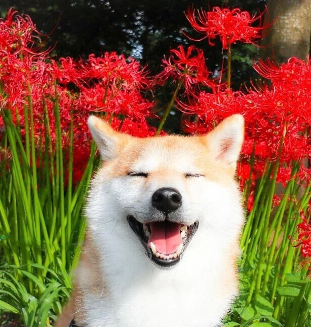 今日份治愈微笑
