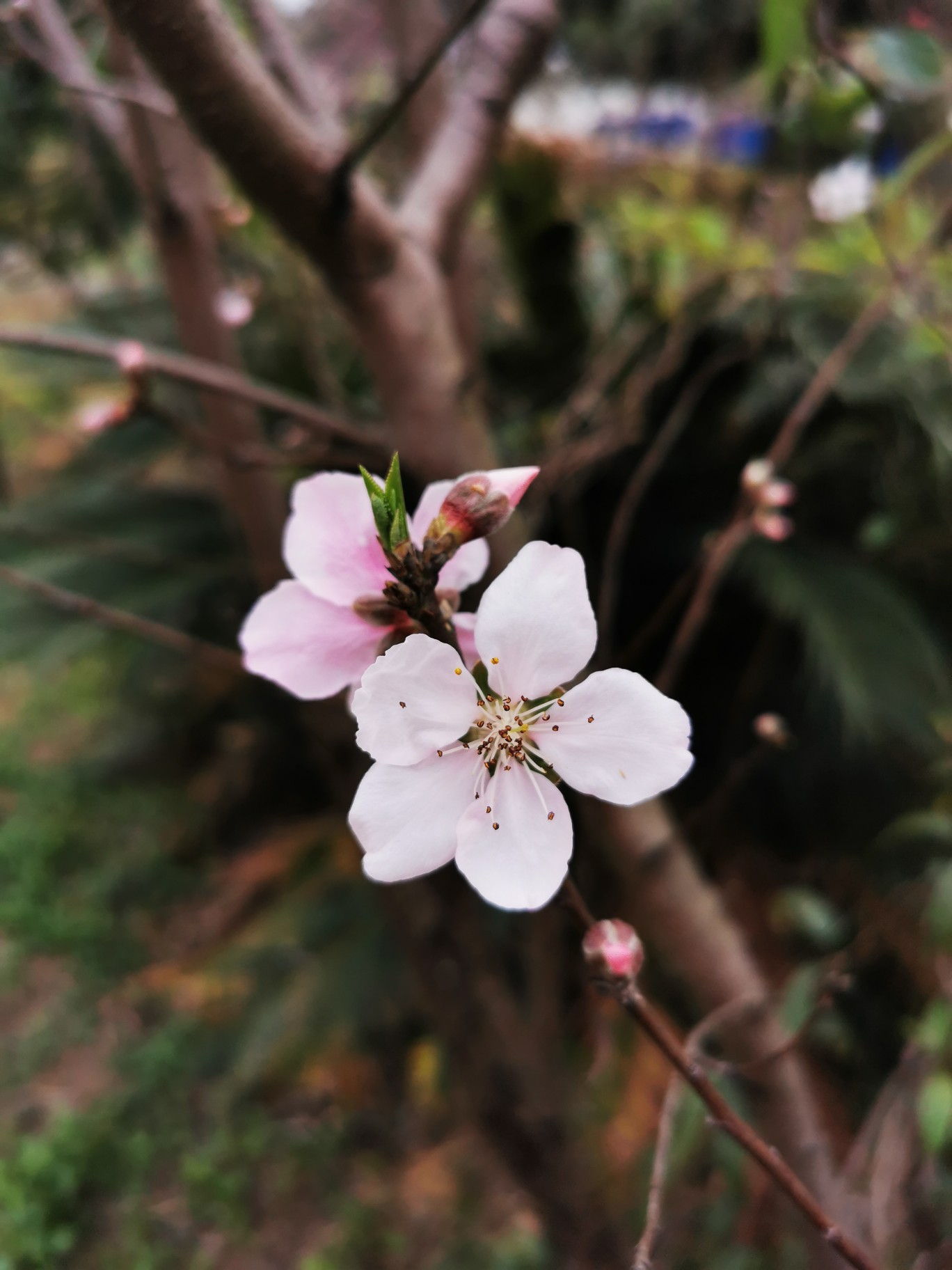 桃花,花儿,春天,唯美